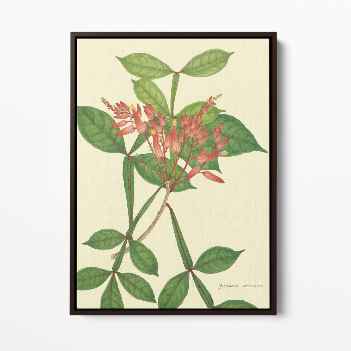 Mon Jardin à Ceylan - 1896 - G DeAlwis | Art encadré flottant sur toile premium