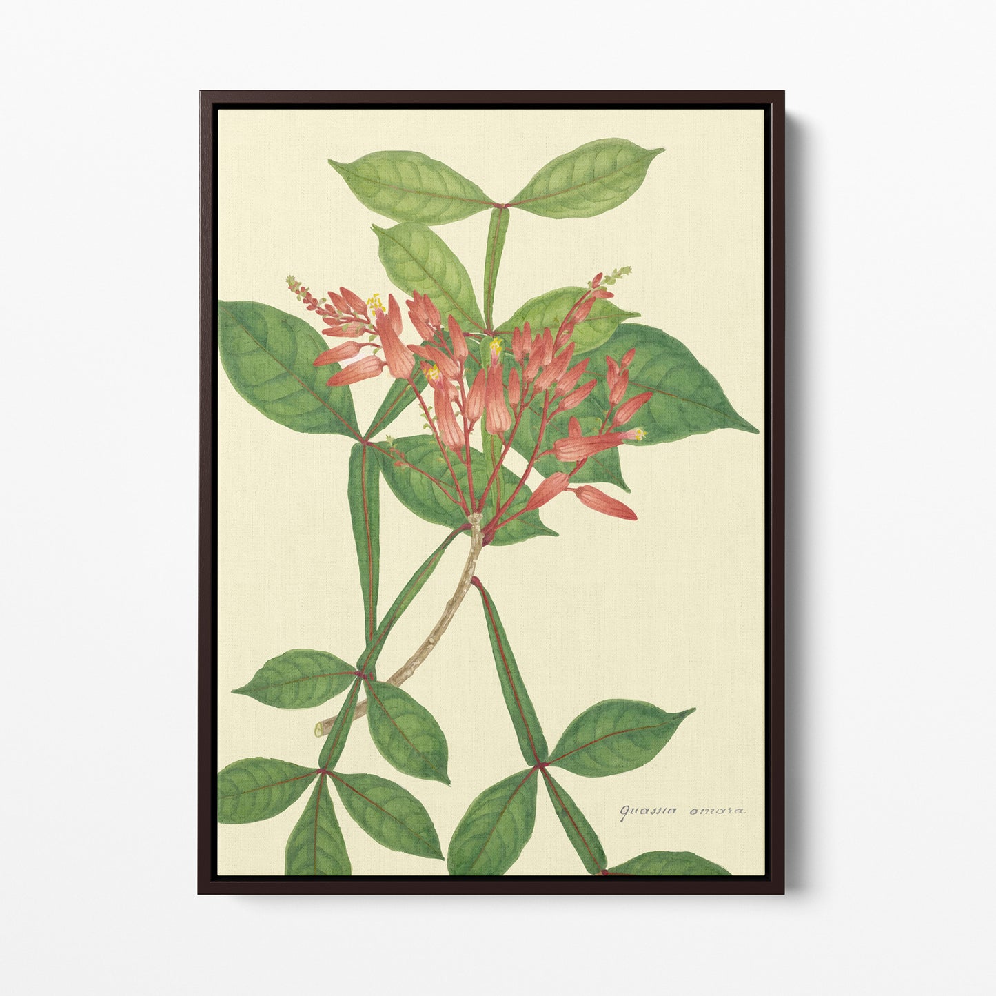 Mon Jardin à Ceylan -Toile Encadrée - Collection DeAlwis - 1896