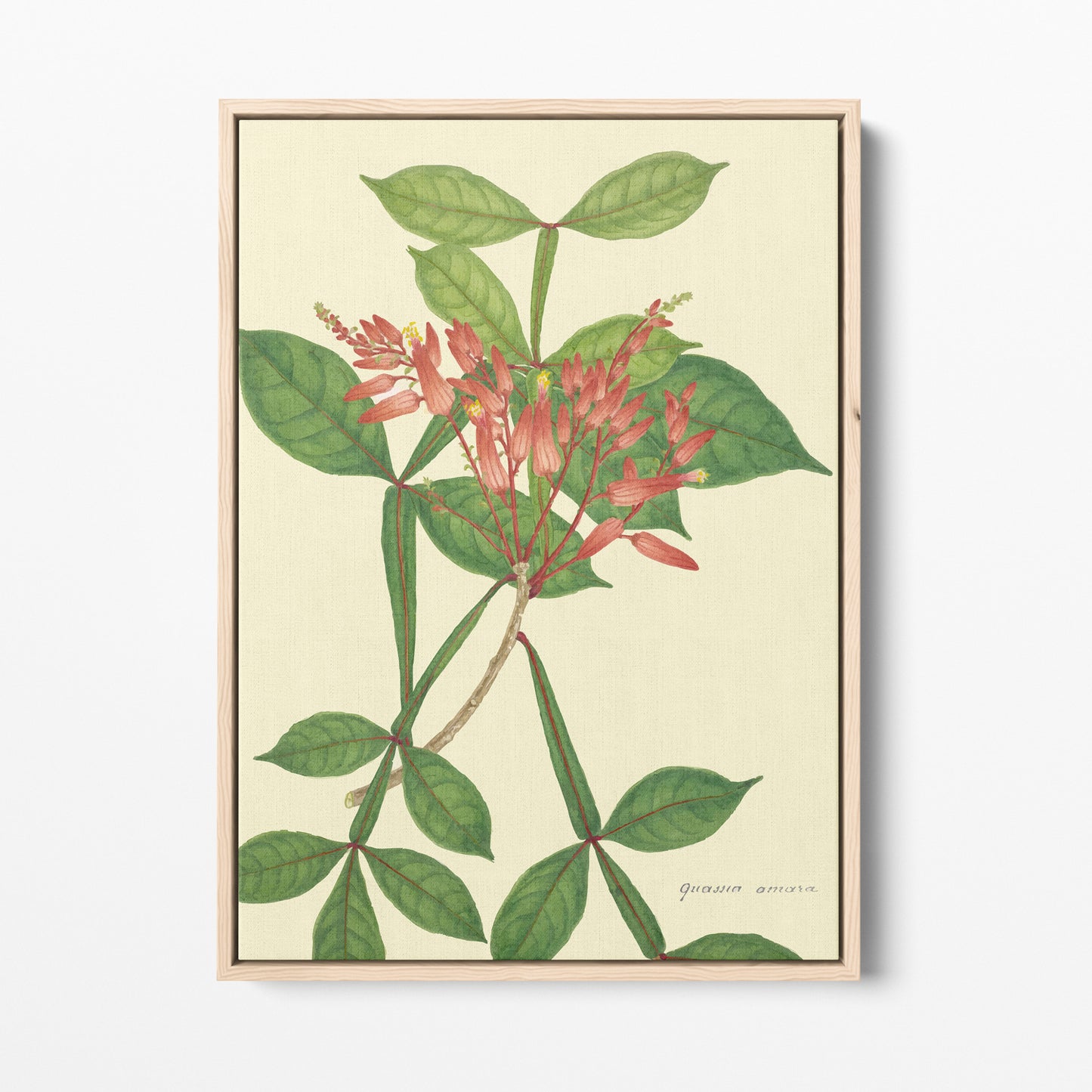 Mon Jardin à Ceylan -Toile Encadrée - Collection DeAlwis - 1896