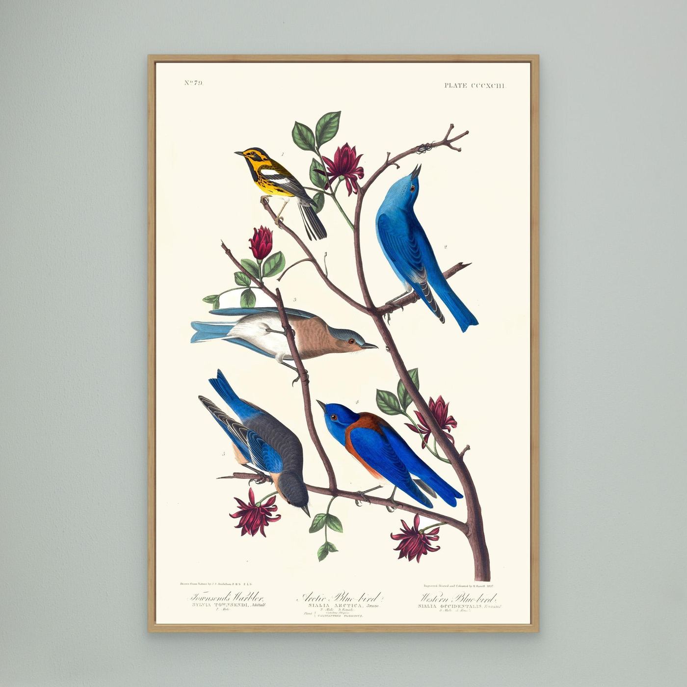 Merles bleus - 1827 -  illustration ornithologique - Toile encadrée