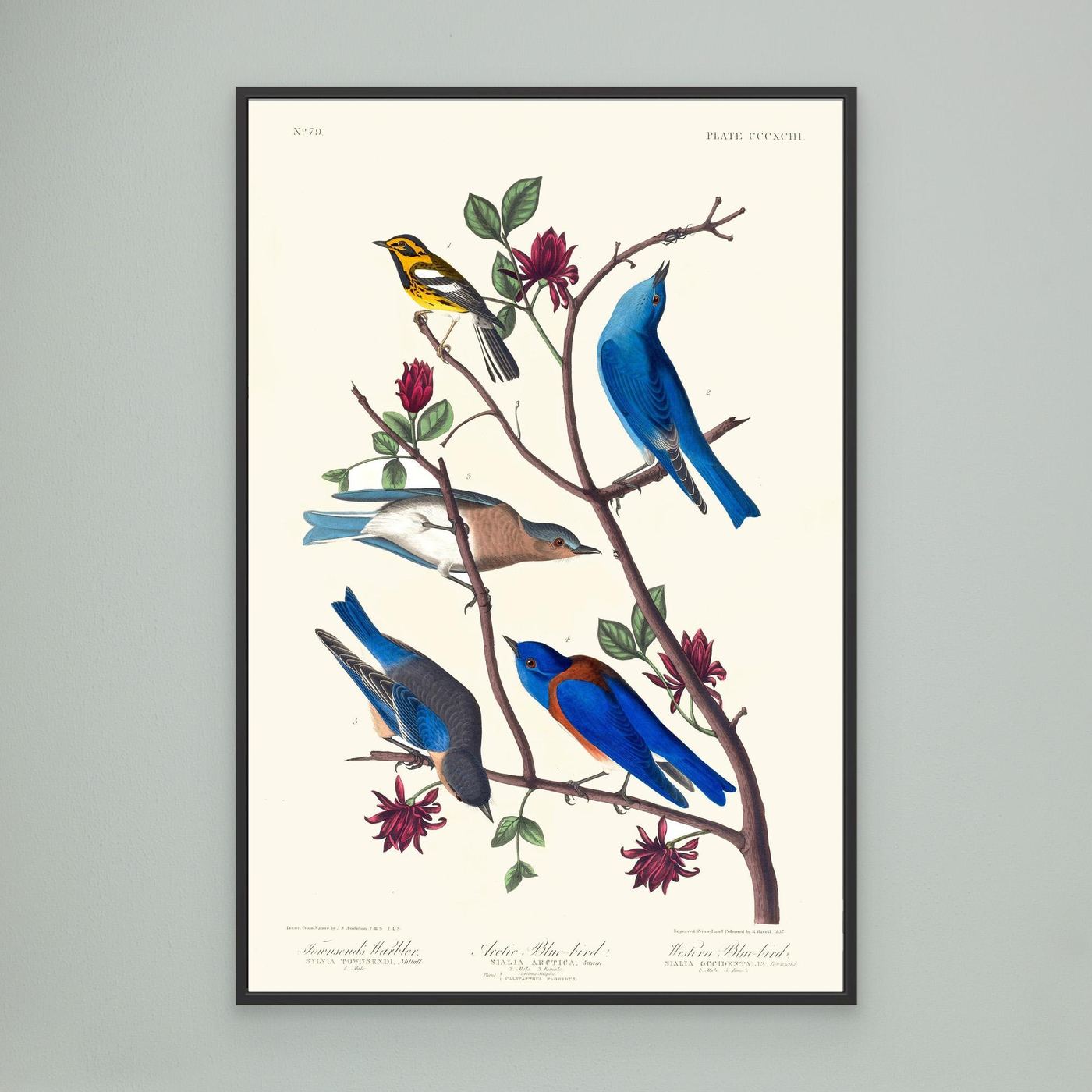 Merles bleus - 1827 -  illustration ornithologique - Toile encadrée