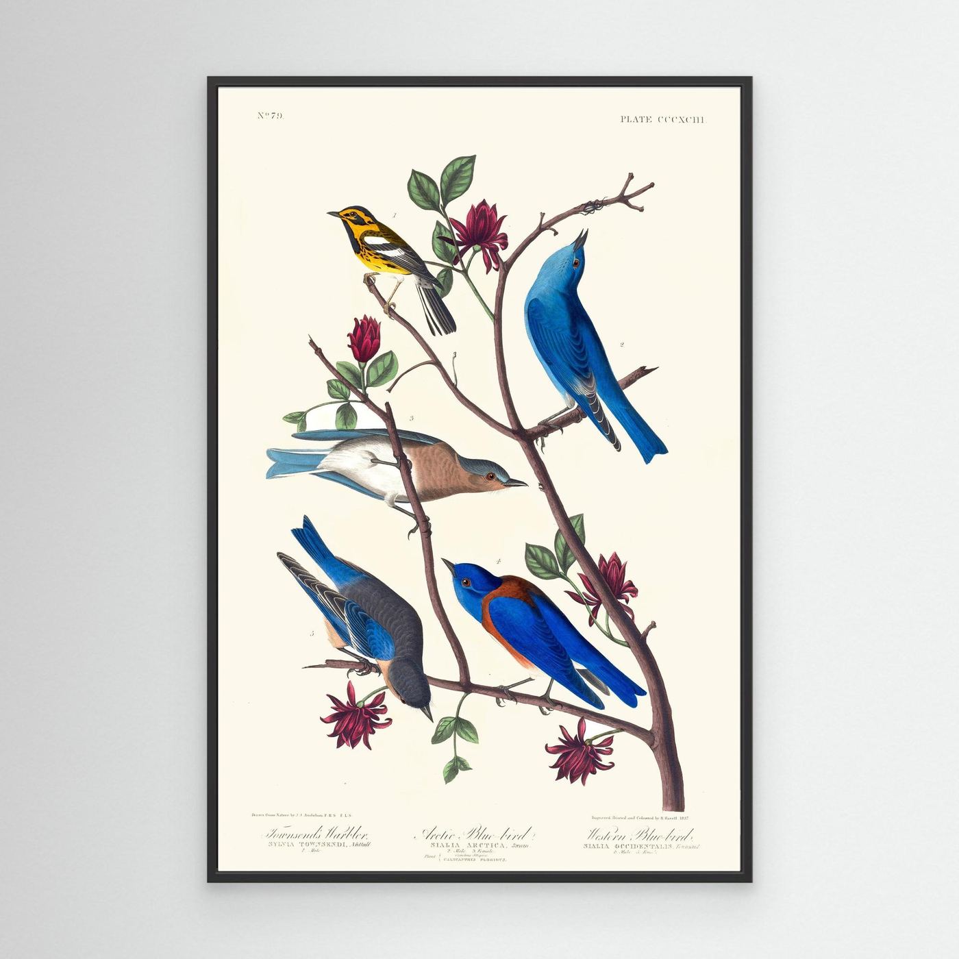 Merles bleus - 1827 -  illustration ornithologique - Toile encadrée