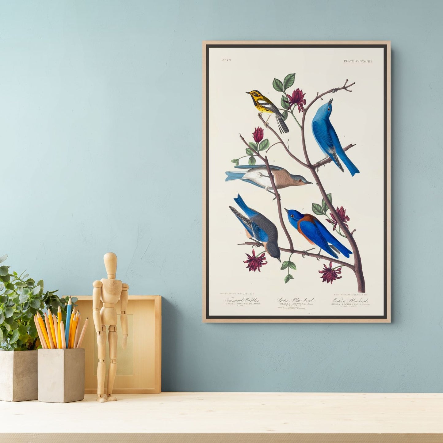 Déco intérieure — toile encadrée Merles bleus, Audubon, Birds of America