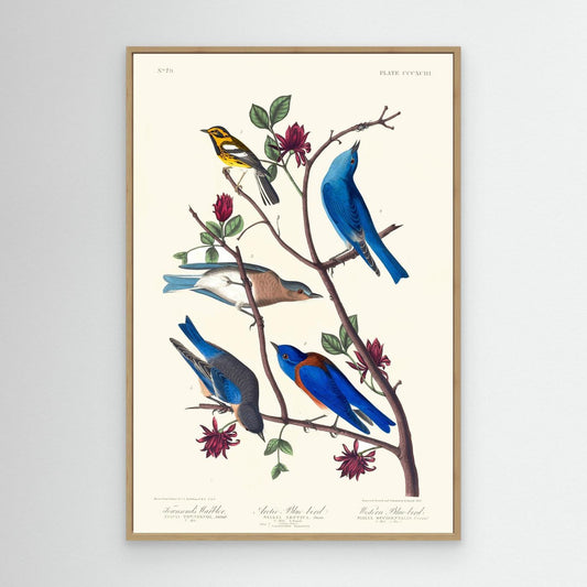 Merles bleus - 1827 -  illustration ornithologique - Toile encadrée