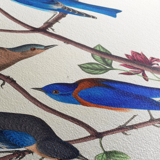 Détail texture toile giclée — Merles bleus, Audubon