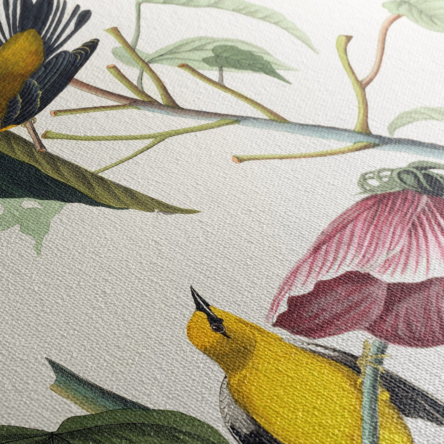 J.J. Audubon, Paruline, Birds of America, 1827 — détail texture toile