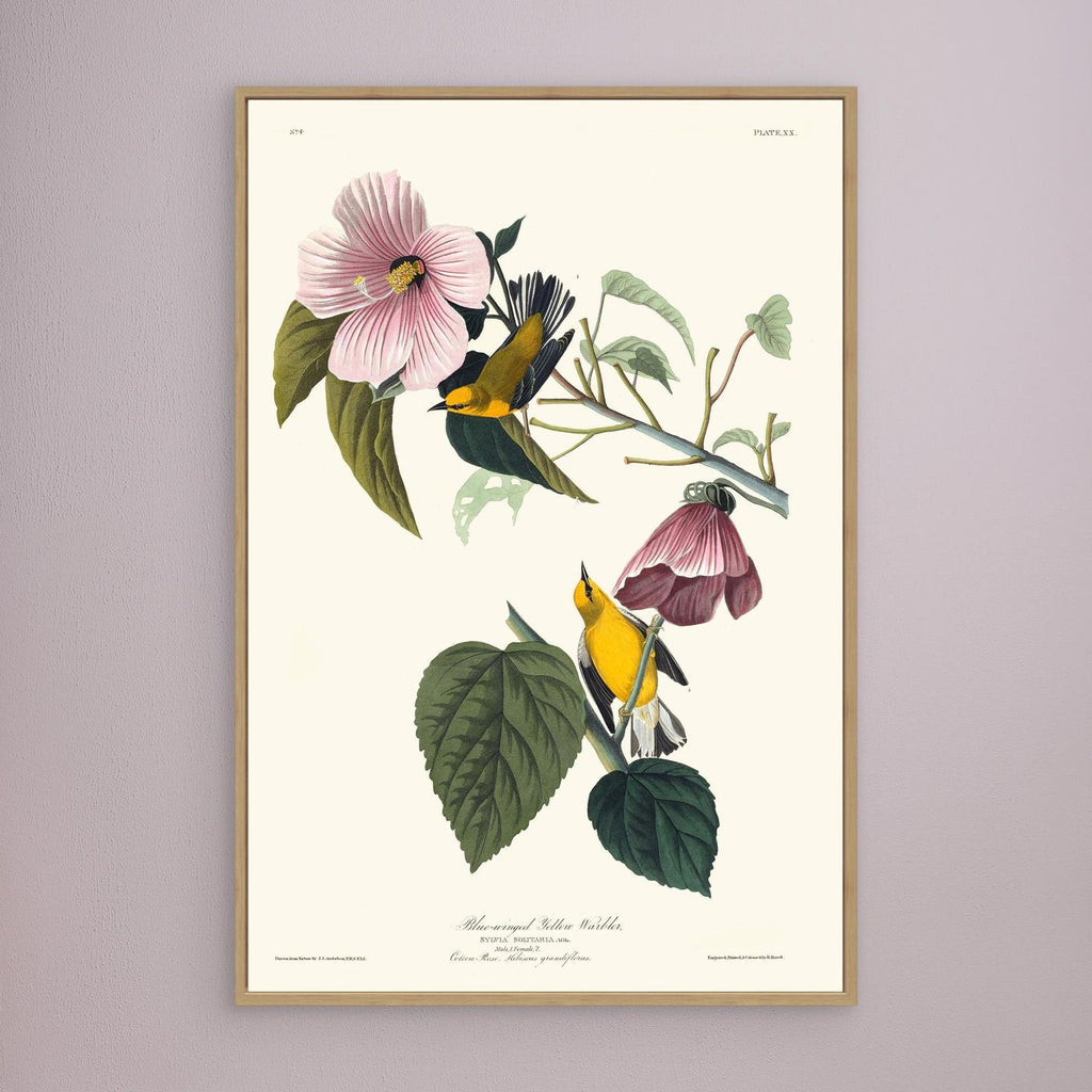Paruline  - 1827 - JJ Audubon - illustration ornithologique - Toile encadrée