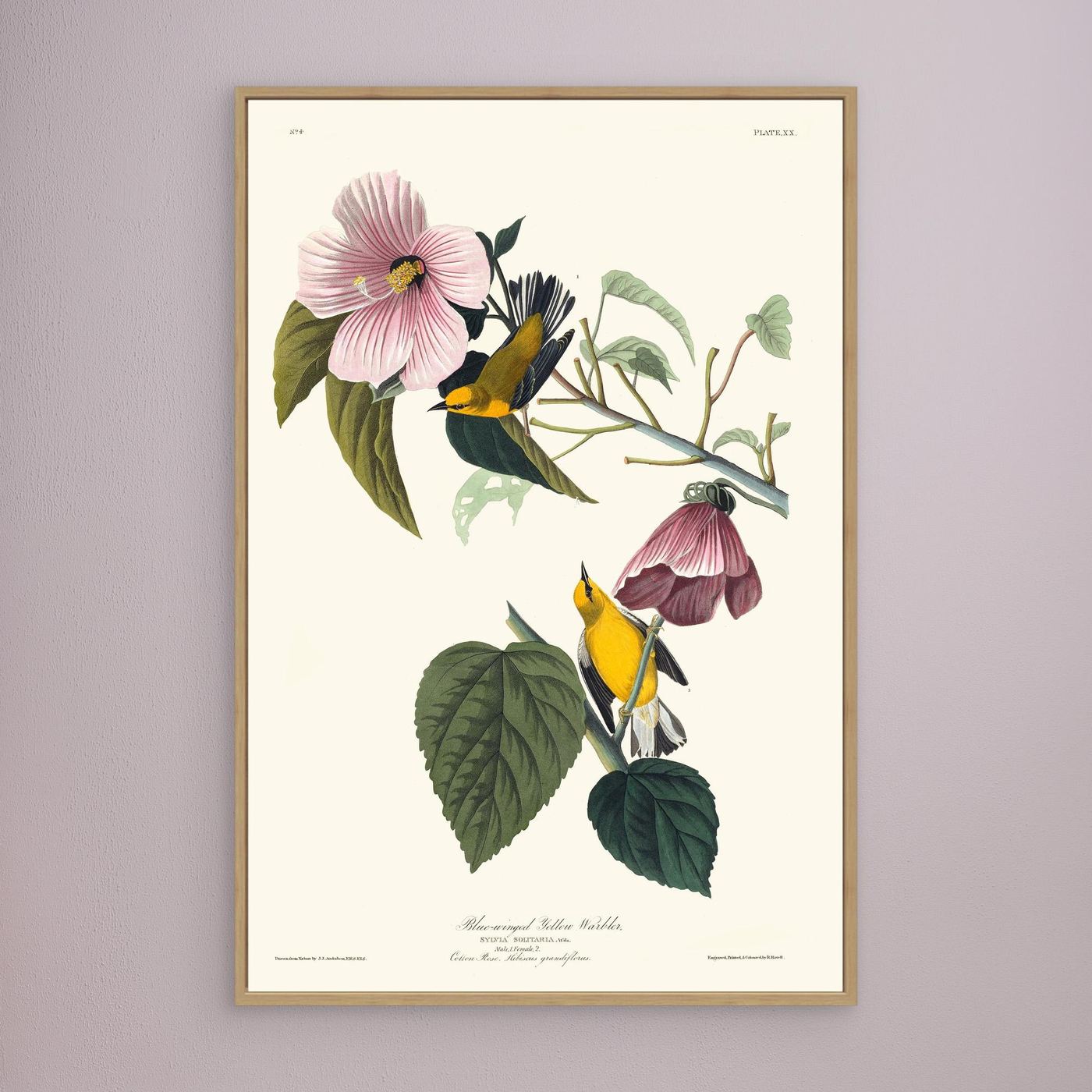 Paruline  - 1827 - JJ Audubon - illustration ornithologique - Toile encadrée