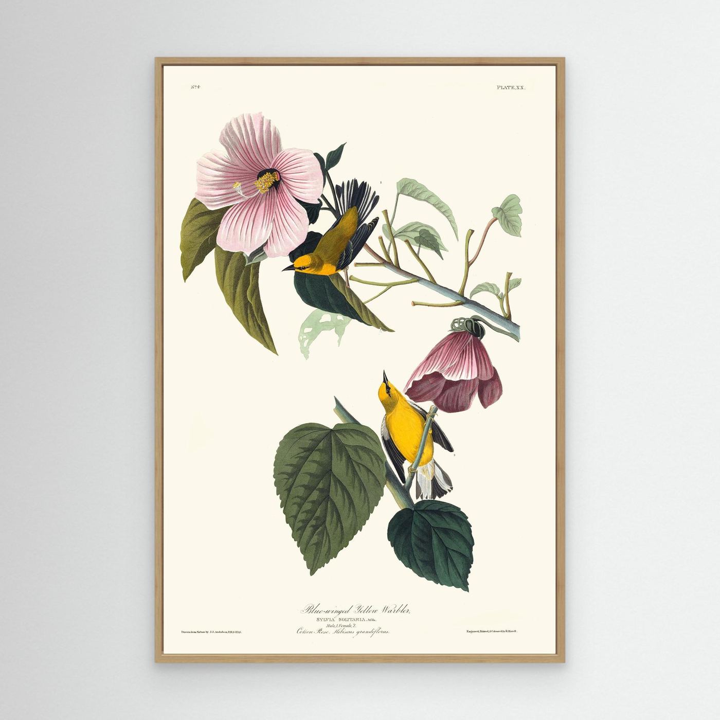 Paruline  - 1827 - JJ Audubon - illustration ornithologique - Toile encadrée