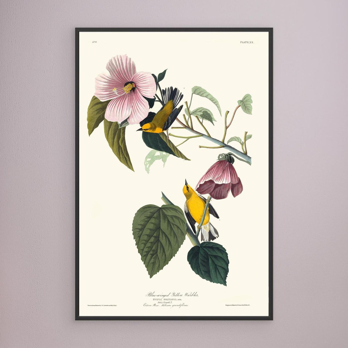 Paruline  - 1827 - JJ Audubon - illustration ornithologique - Toile encadrée