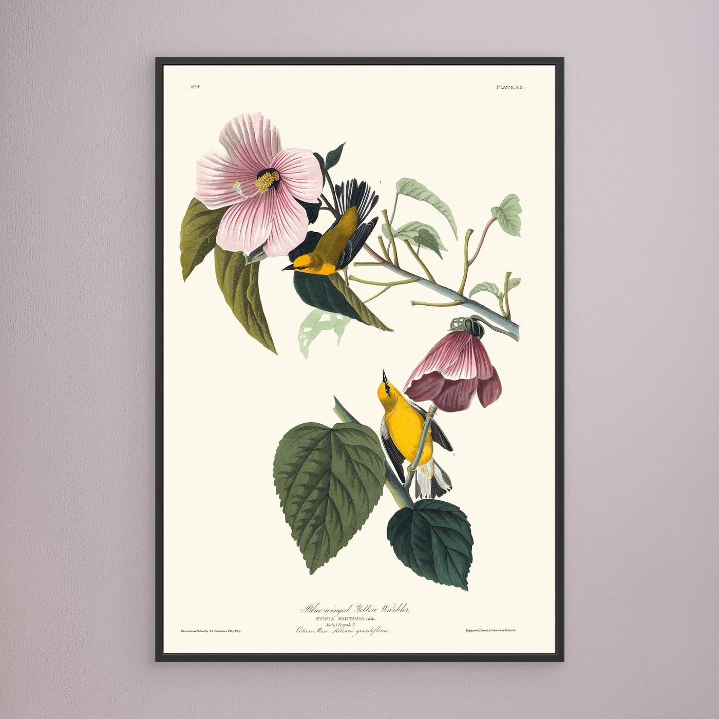 Paruline  - 1827 - JJ Audubon - illustration ornithologique - Toile encadrée