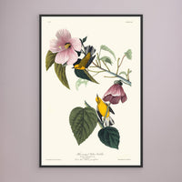 Paruline  - 1827 - JJ Audubon - illustration ornithologique - Toile encadrée