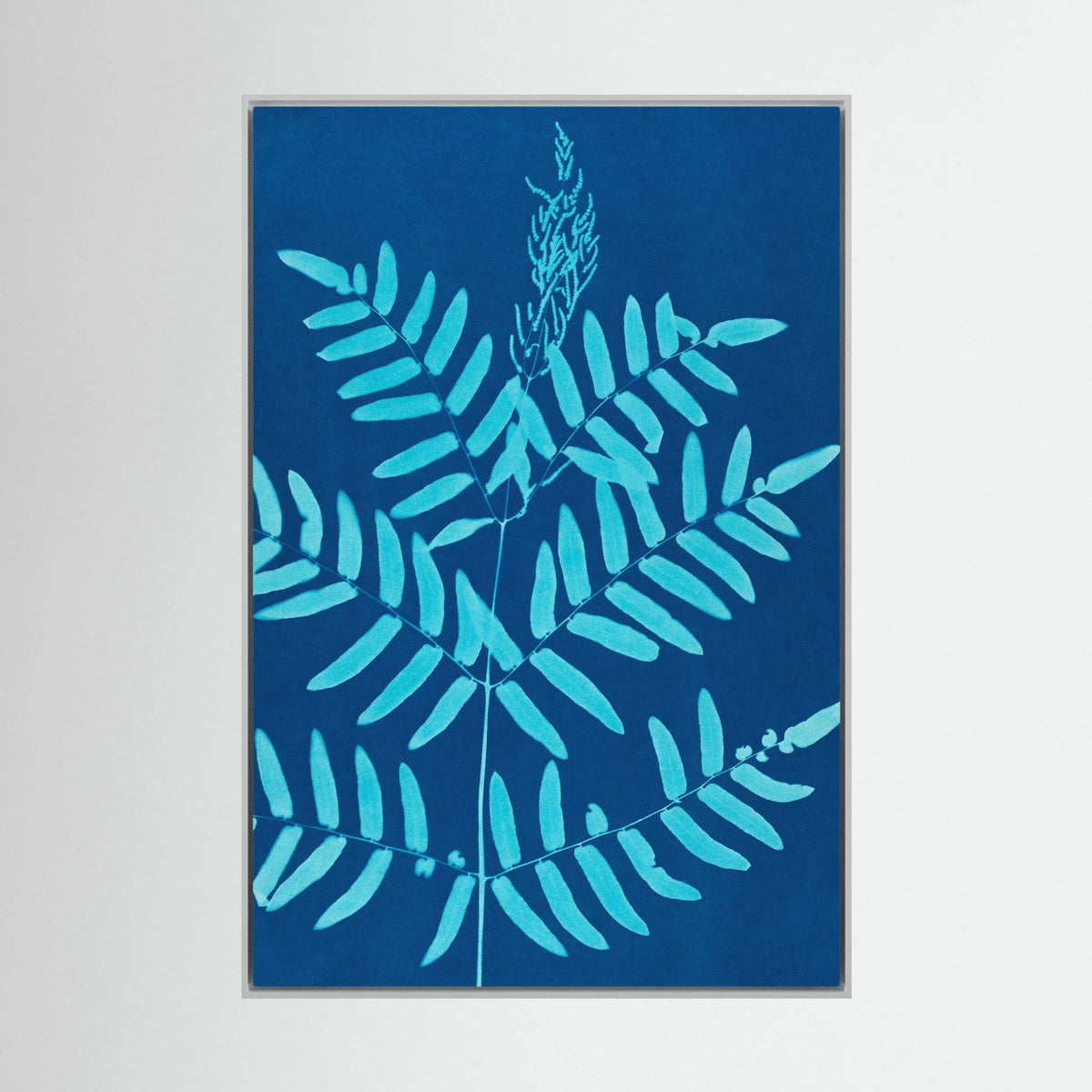 Fougères . Cyanotype - 1890 - Ella J. C. Hurd - Toile encadrée