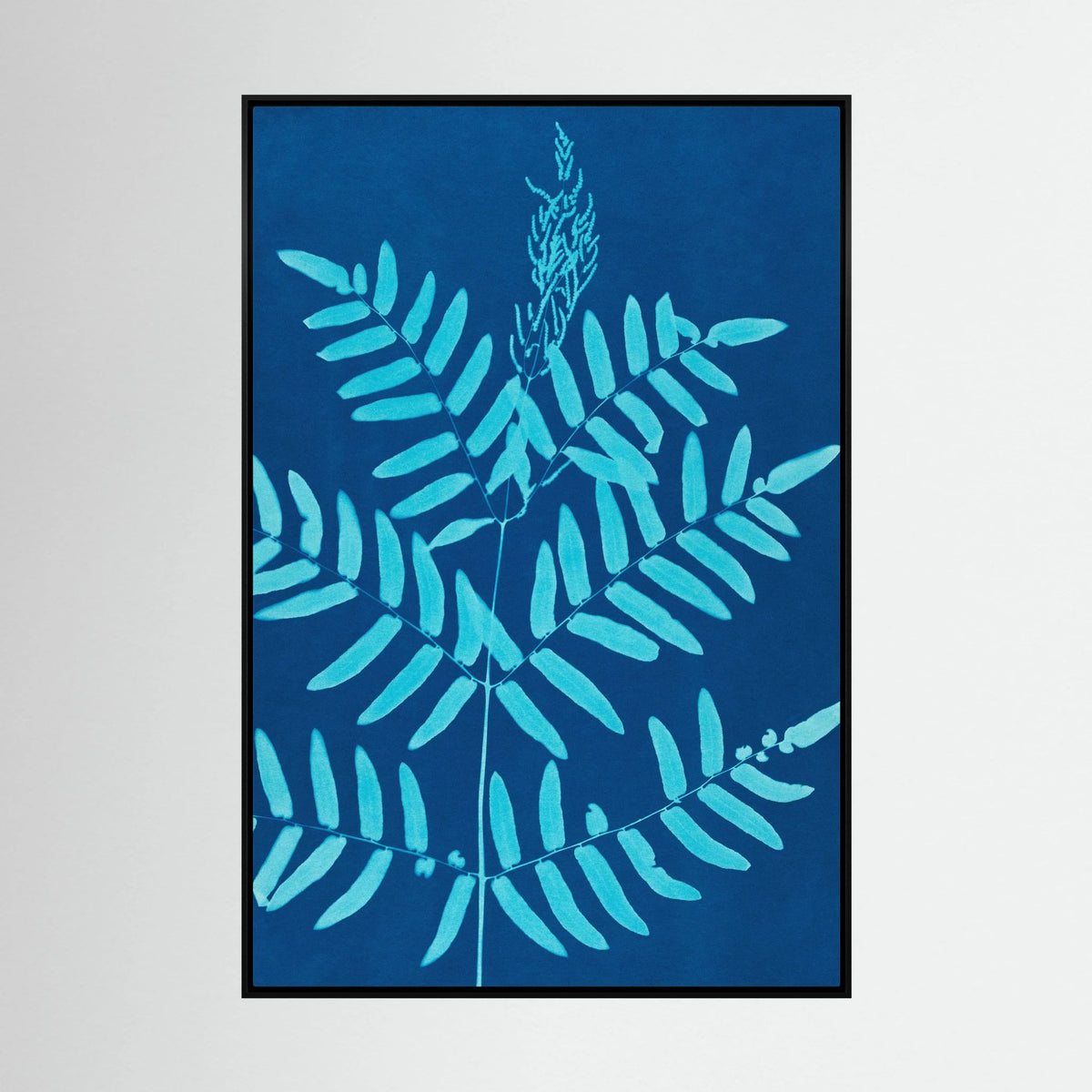 Fougères . Cyanotype - 1890 - Ella J. C. Hurd - Toile encadrée