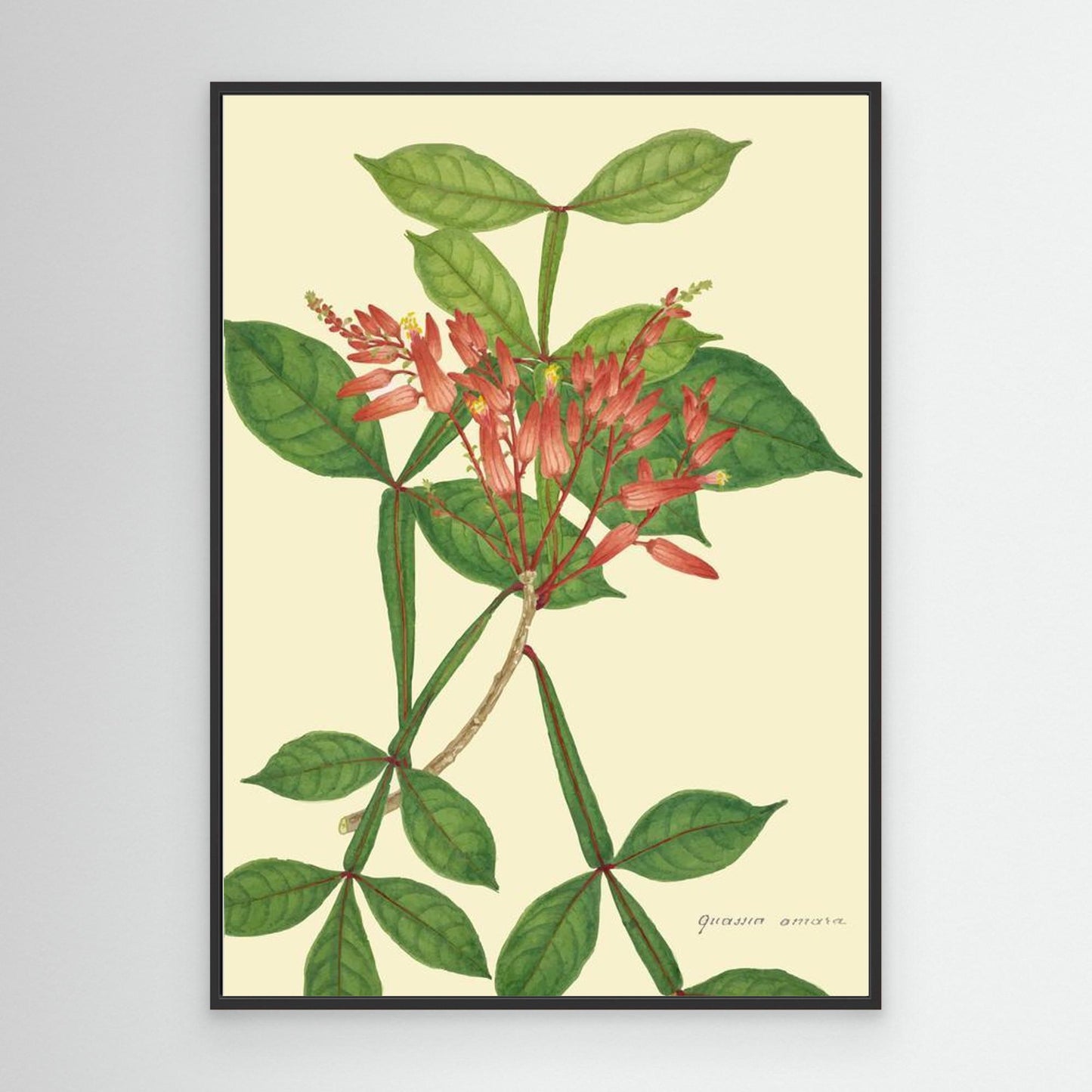 Toile Mon Jardin à Ceylan - Collection DeAlwis - 1896