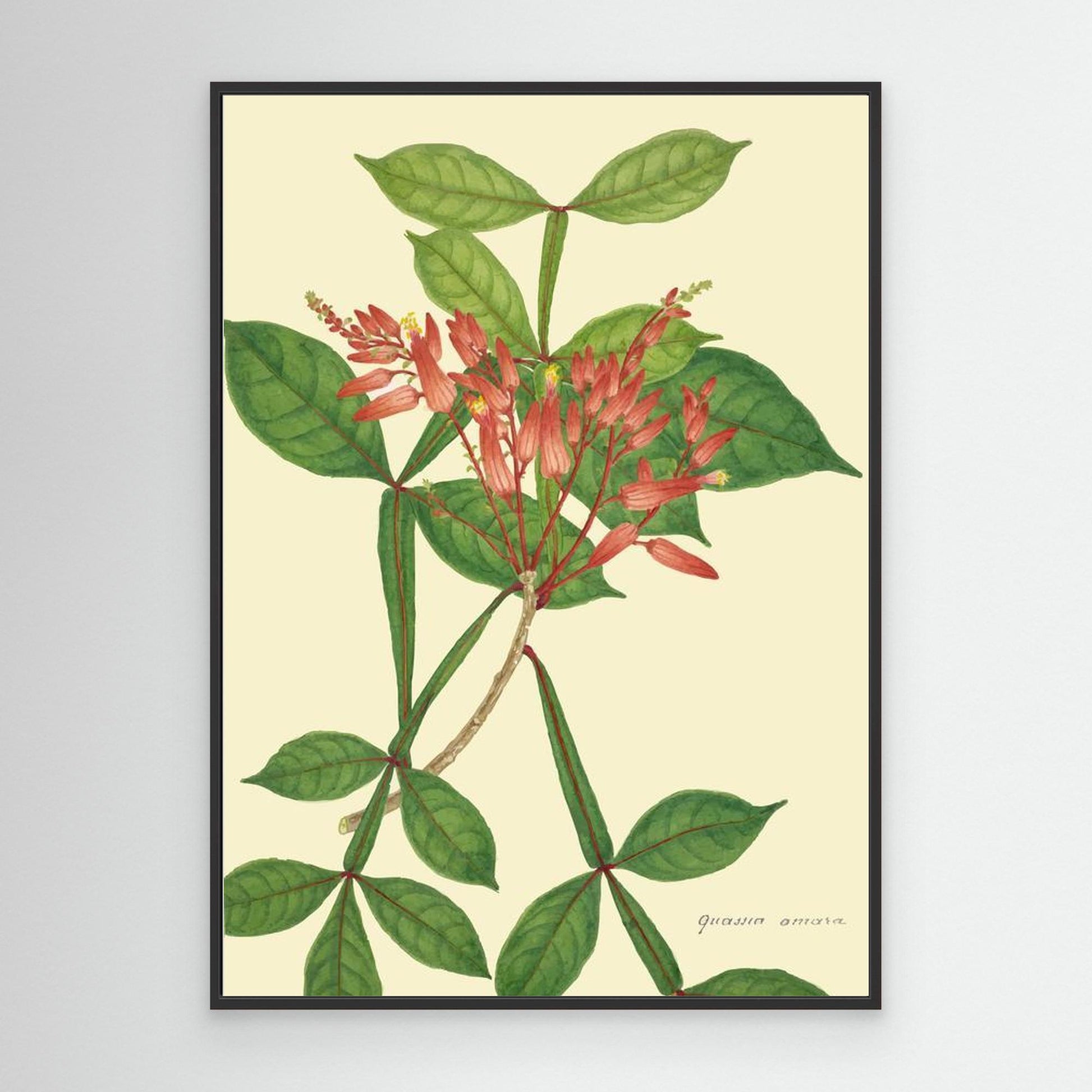 Toile Mon Jardin à Ceylan - Collection DeAlwis - 1896